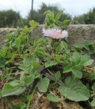 Centaurea pullata