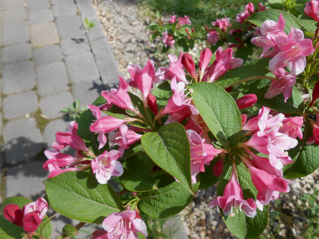 Изображение особи род Weigela.