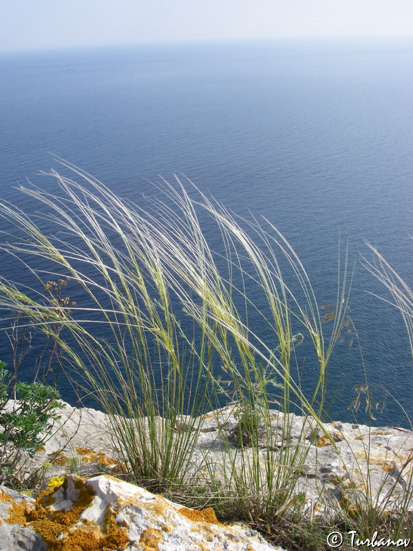 Изображение особи Stipa lithophila.