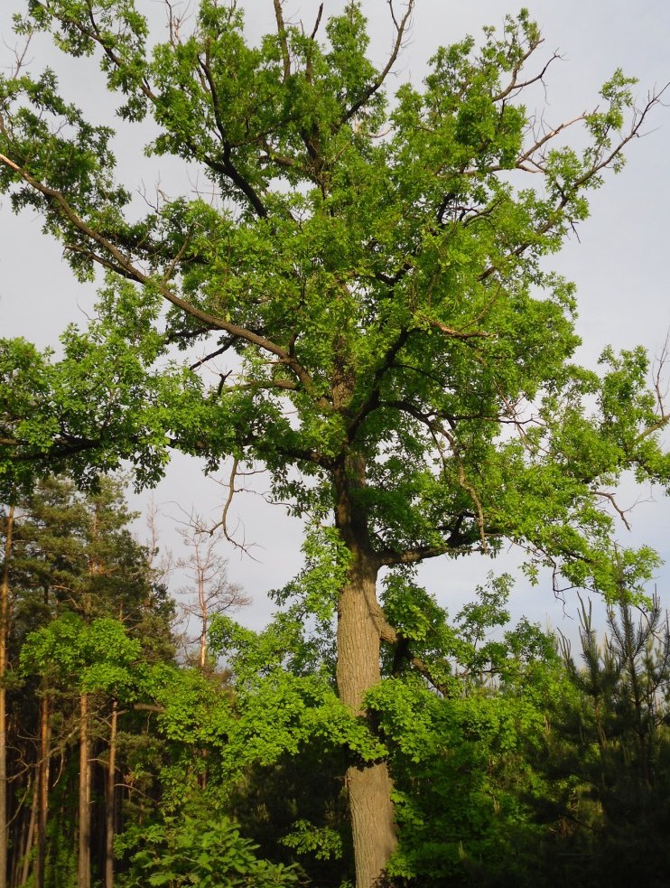 Изображение особи Quercus robur.