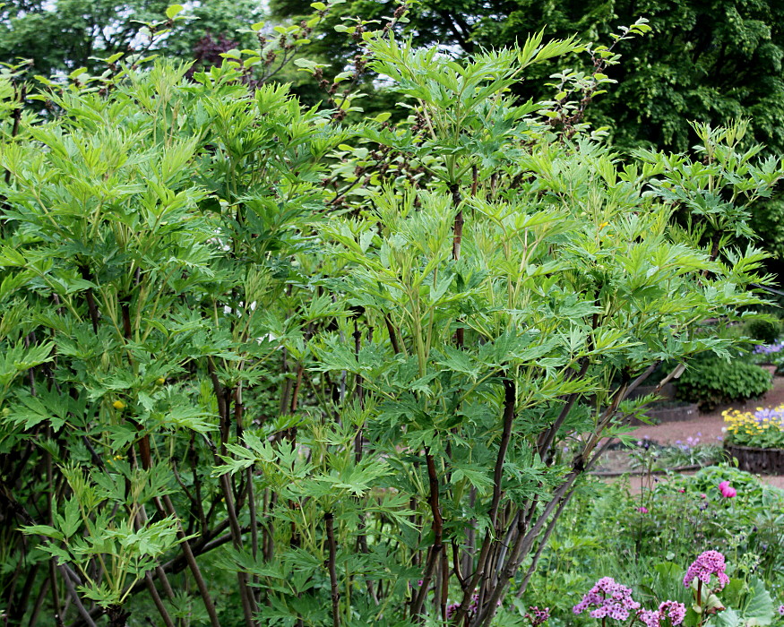 Image of Paeonia delavayi specimen.