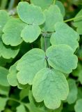 Thalictrum aquilegiifolium. Верхушка листа. Германия, г. Krefeld, Ботанический сад. 08.06.2013.