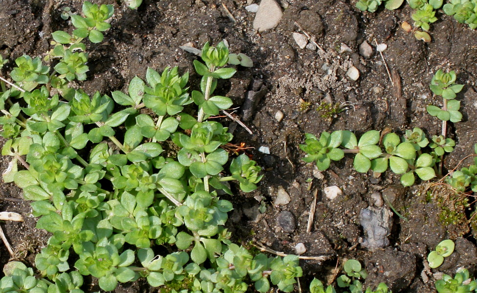 Image of Sherardia arvensis specimen.