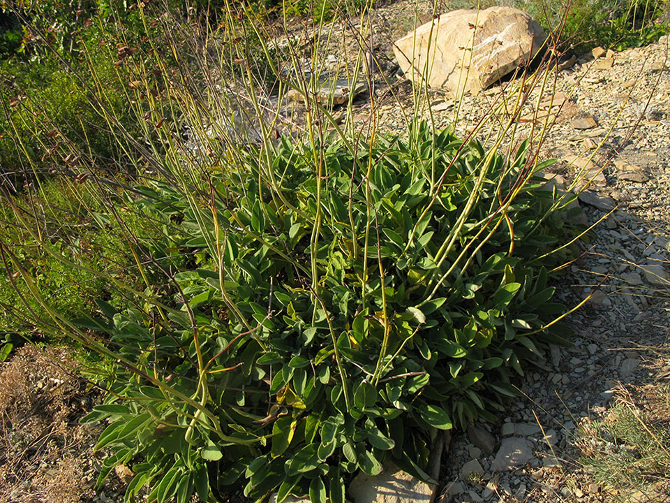 Image of Salvia ringens specimen.