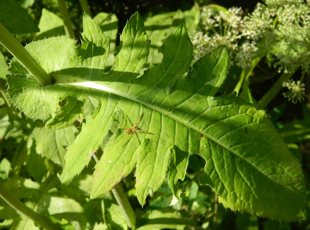 Изображение особи Cirsium oleraceum.