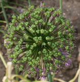 Allium aflatunense