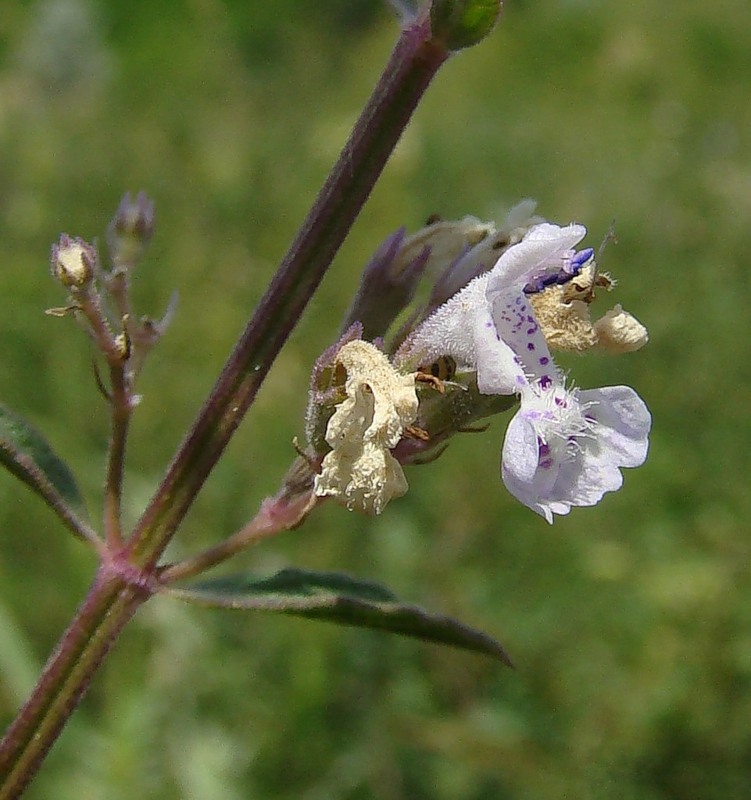 Image of Nepeta nuda specimen.