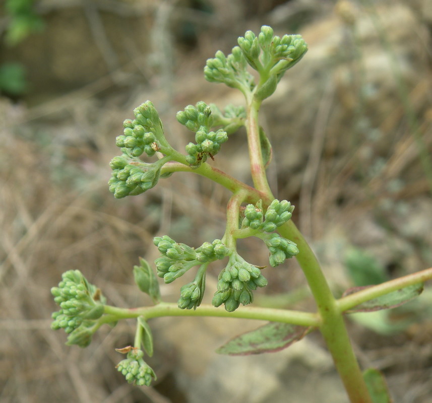 Image of Hylotelephium caucasicum specimen.