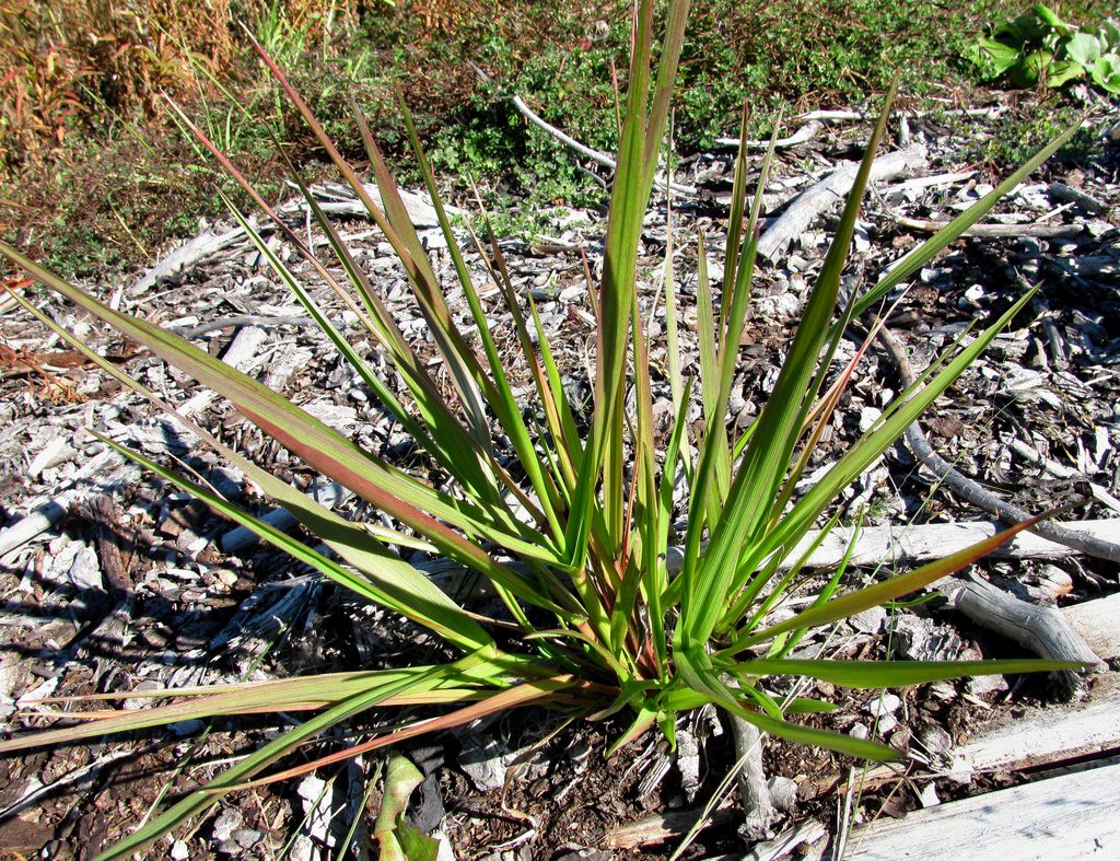 Изображение особи Festuca arundinacea.