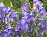 genus Aconitum. Цветки. Владивосток, Ботанический сад-институт ДВО РАН. 7 сентября 2013 г.