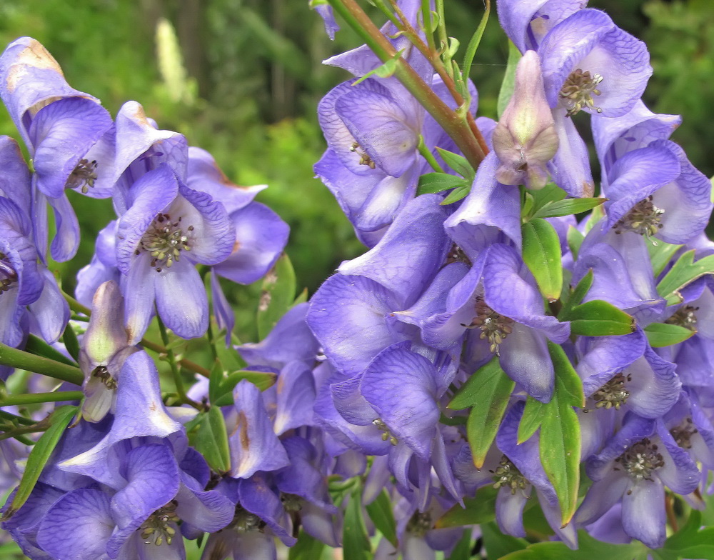 Изображение особи род Aconitum.