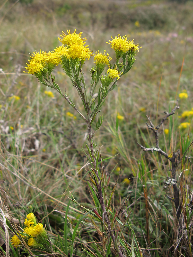 Image of Galatella linosyris specimen.