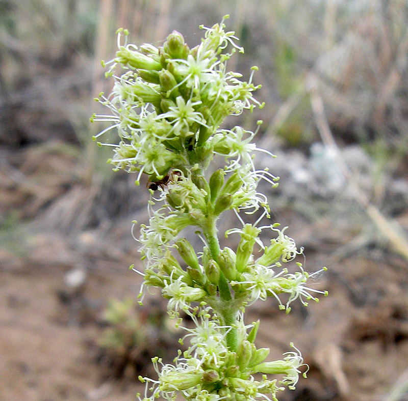 Image of Silene borysthenica specimen.