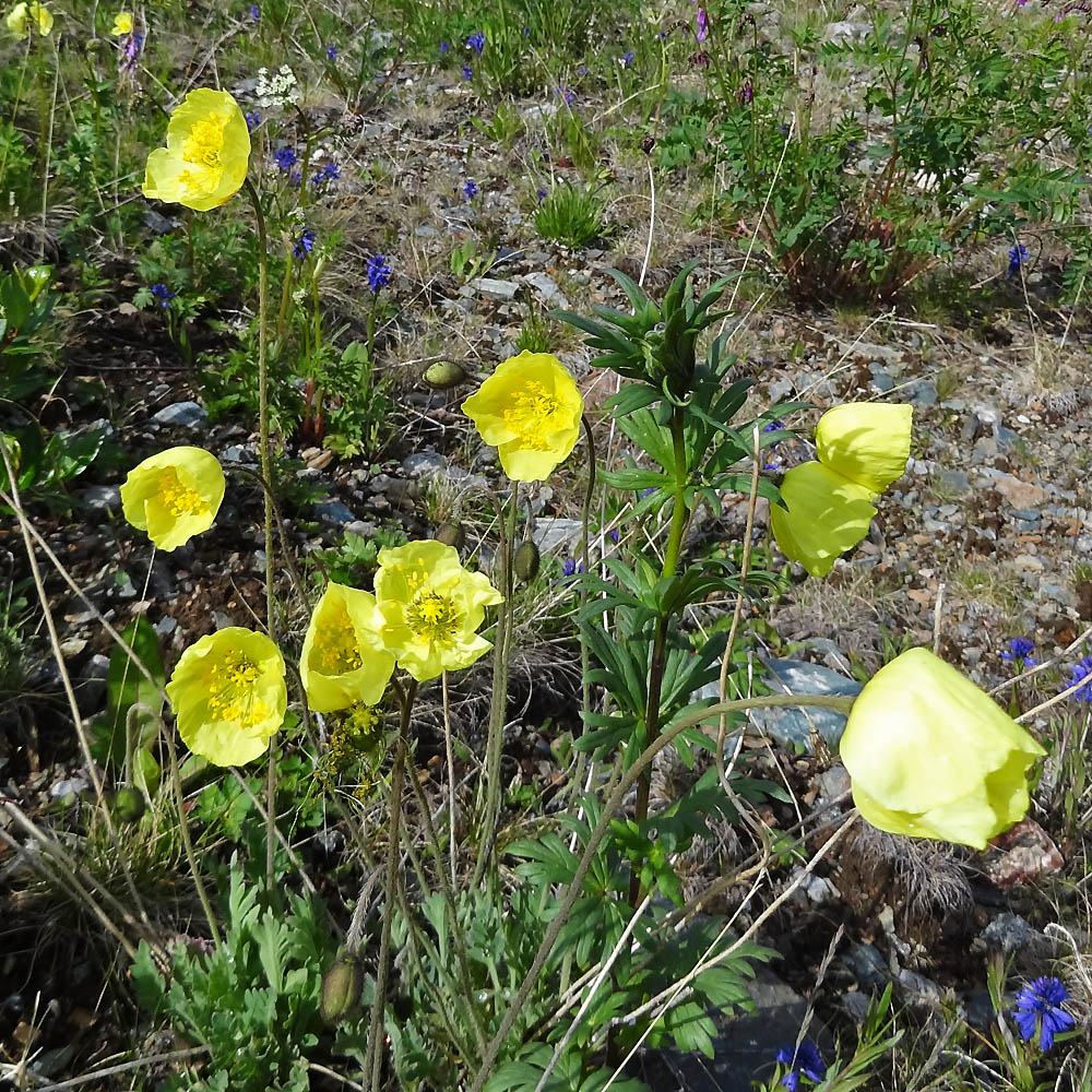 Изображение особи Papaver pseudocanescens.