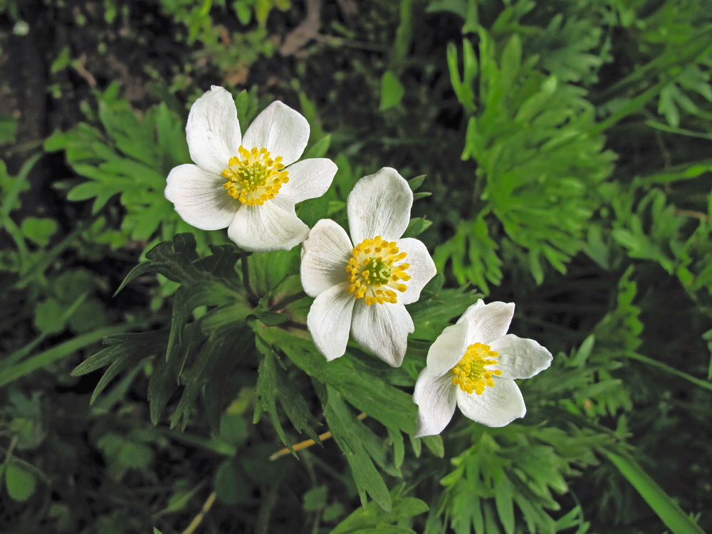 Image of genus Anemonastrum specimen.