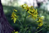 Ligularia thomsonii