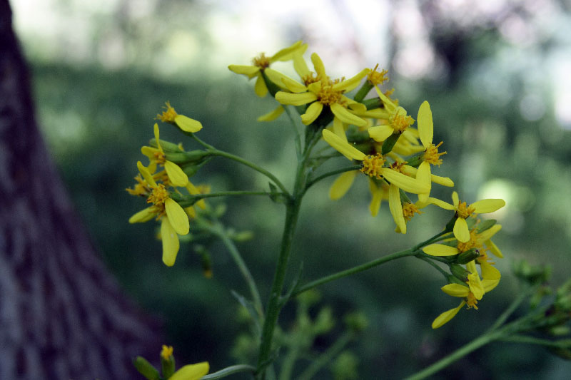 Image of Ligularia thomsonii specimen.