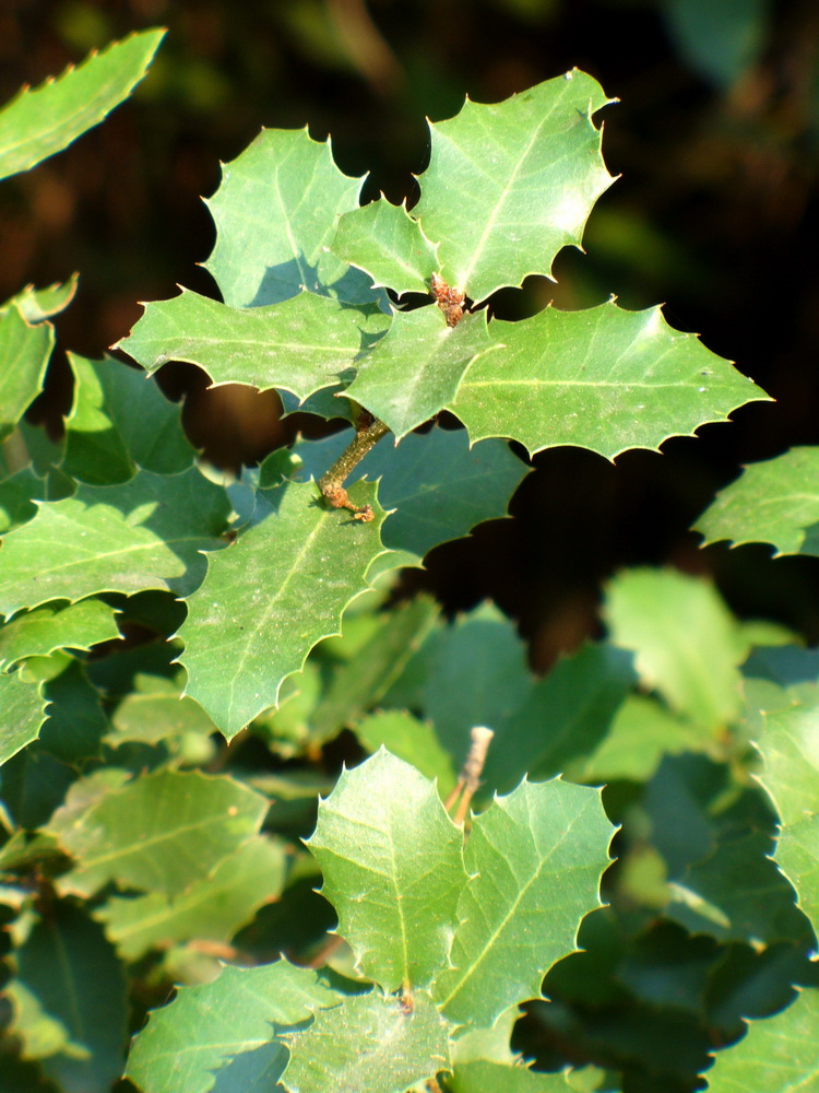 Image of Quercus coccifera specimen.