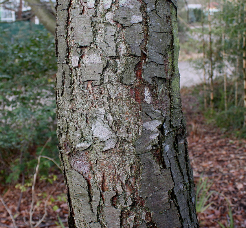 Изображение особи Nothofagus pumilio.