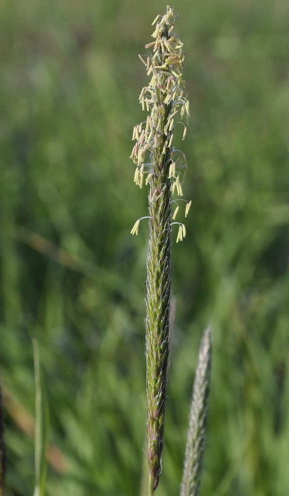 Image of Alopecurus myosuroides specimen.