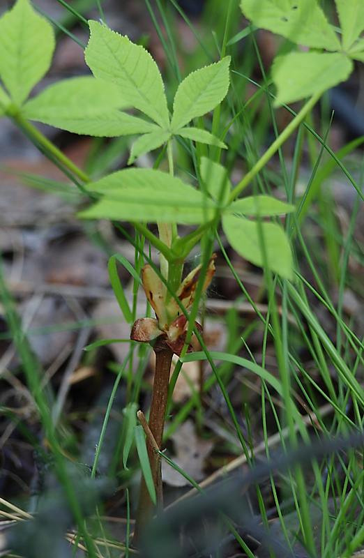 Image of Aesculus hippocastanum specimen.