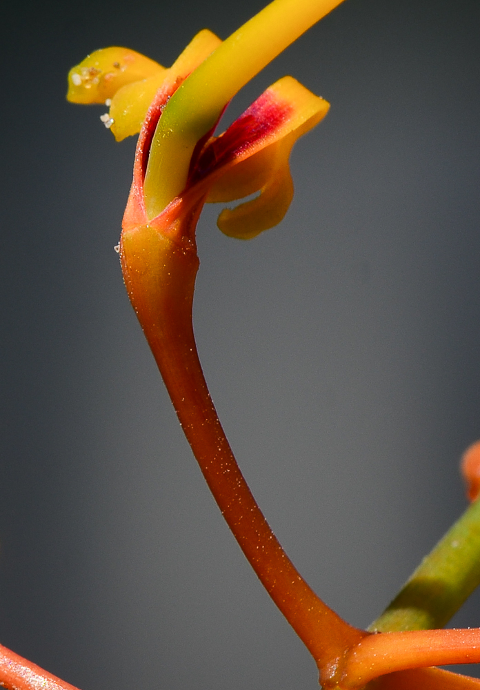 Image of Grevillea robusta specimen.