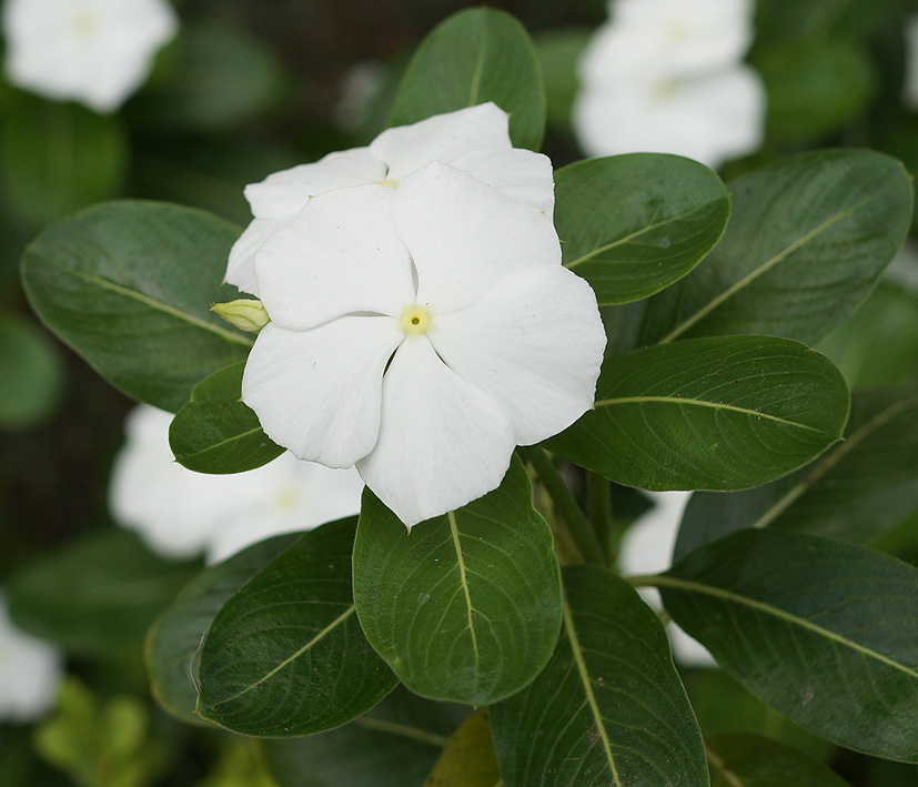 Изображение особи Catharanthus roseus.