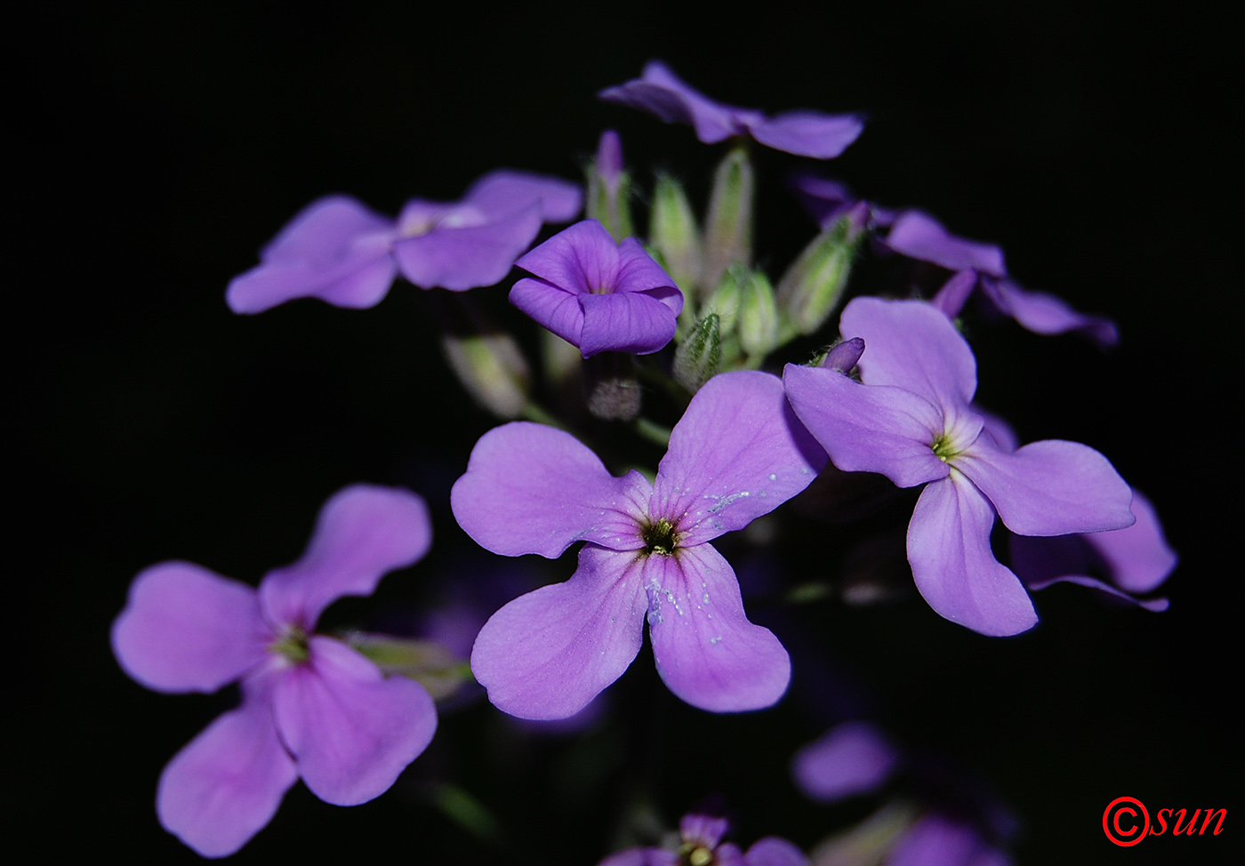 Image of Hesperis matronalis specimen.