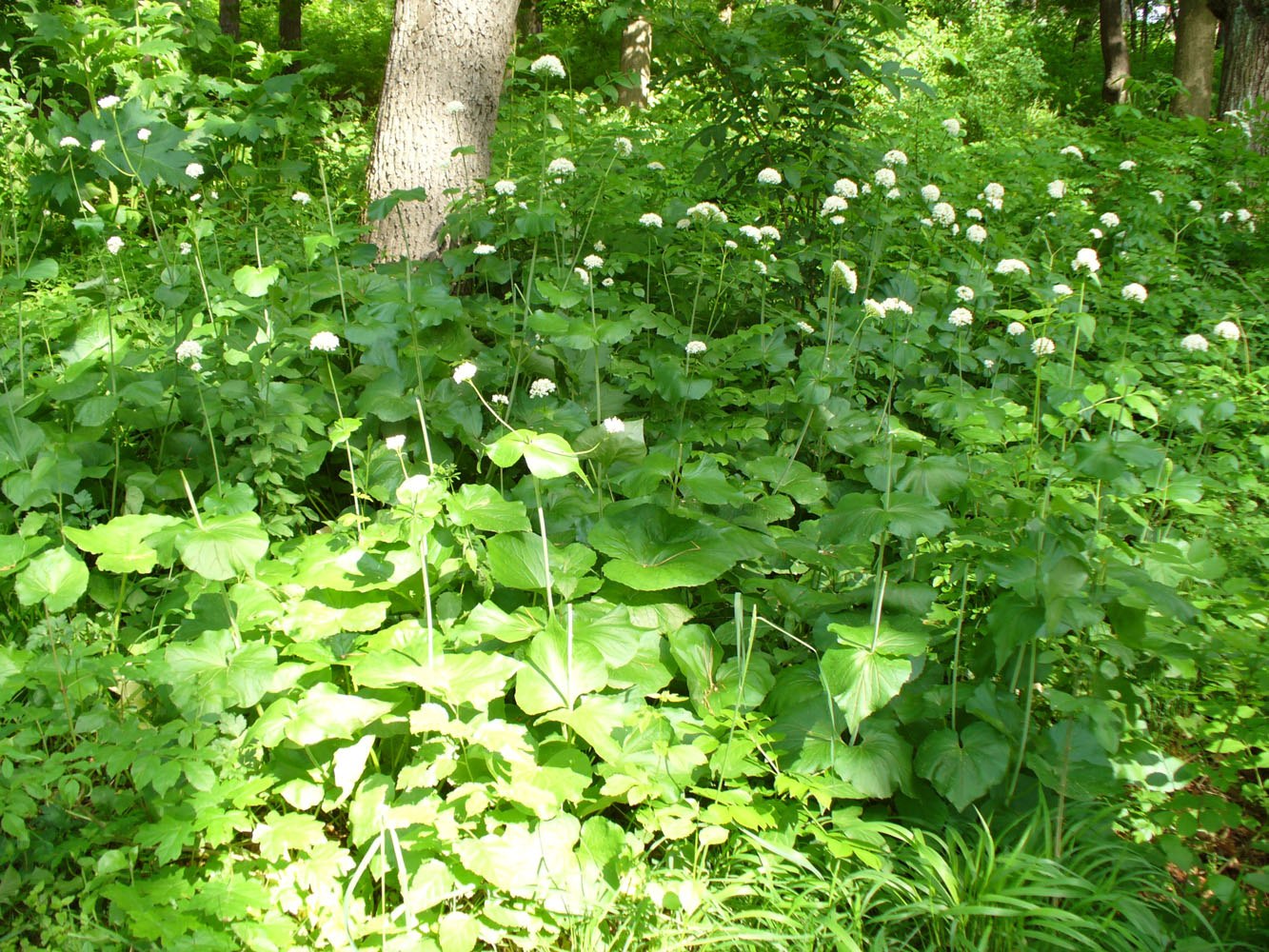 Изображение особи Valeriana alliariifolia.