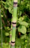 Equisetum hyemale var. robustum