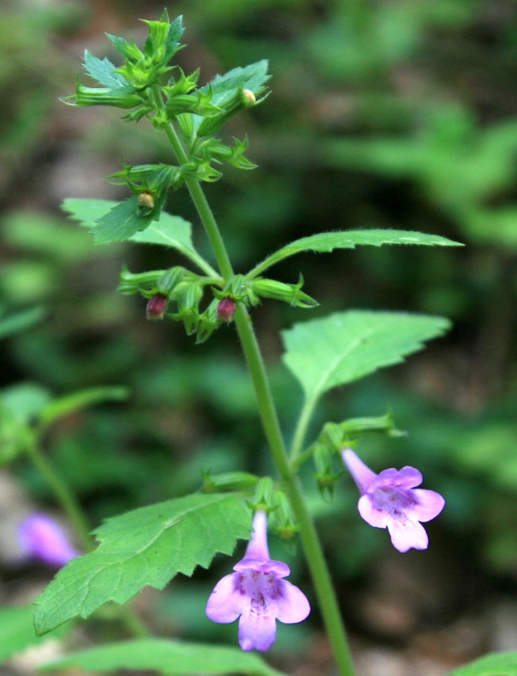 Image of Drymosiphon grandiflorus specimen.