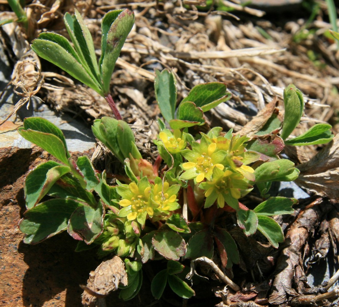 Image of Sibbaldia semiglabra specimen.