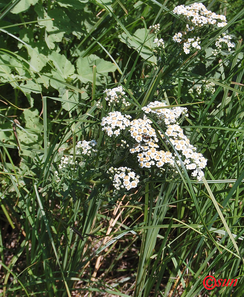 Image of Achillea septentrionalis specimen.