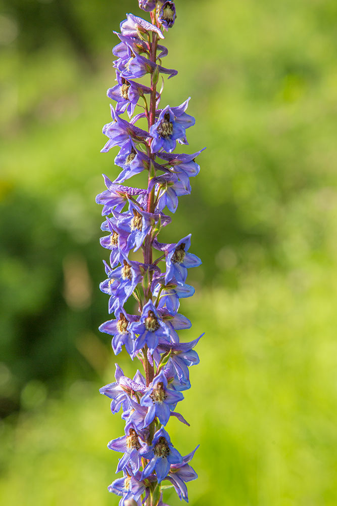 Изображение особи Delphinium retropilosum.