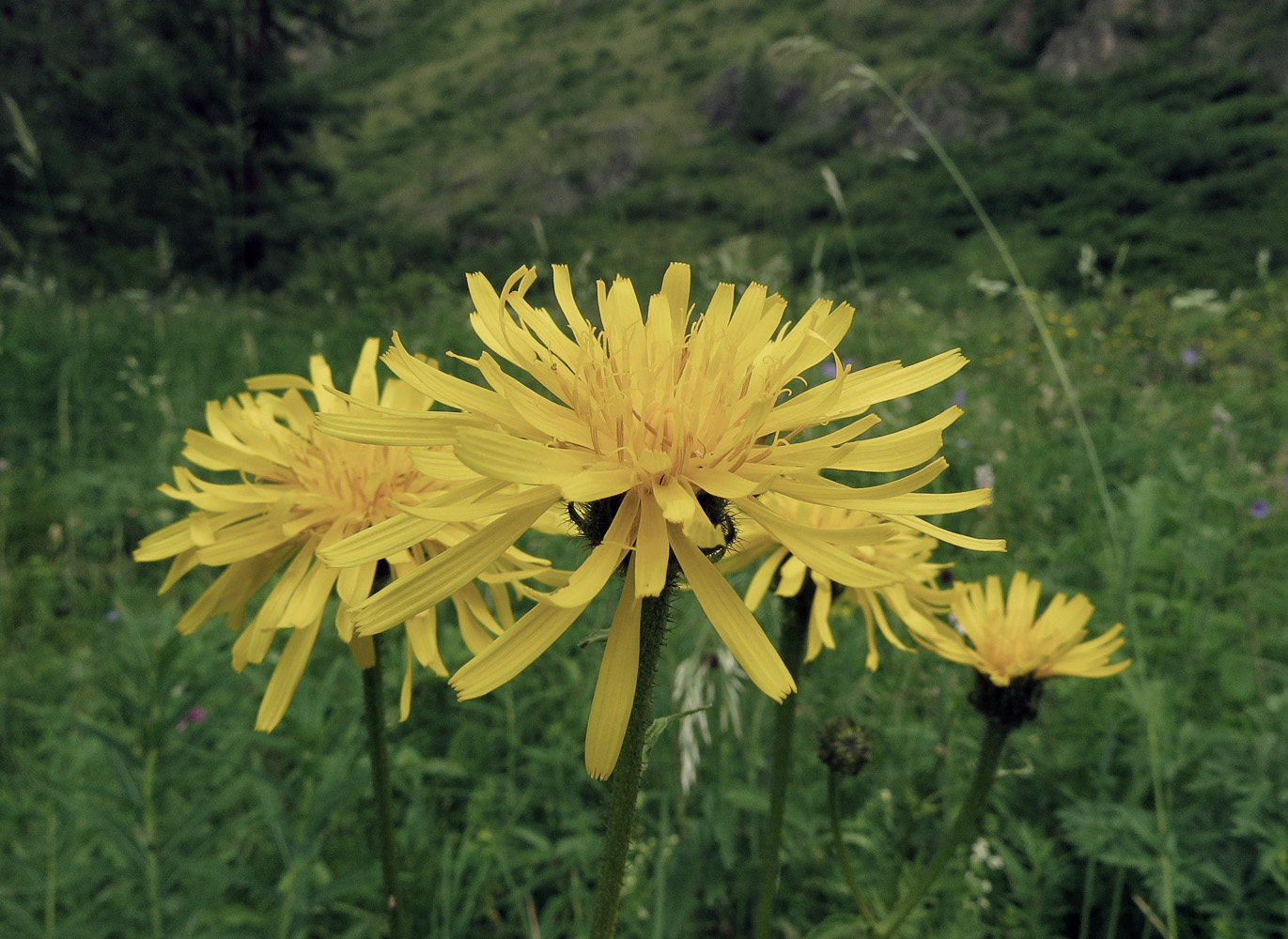 Изображение особи Crepis sibirica.