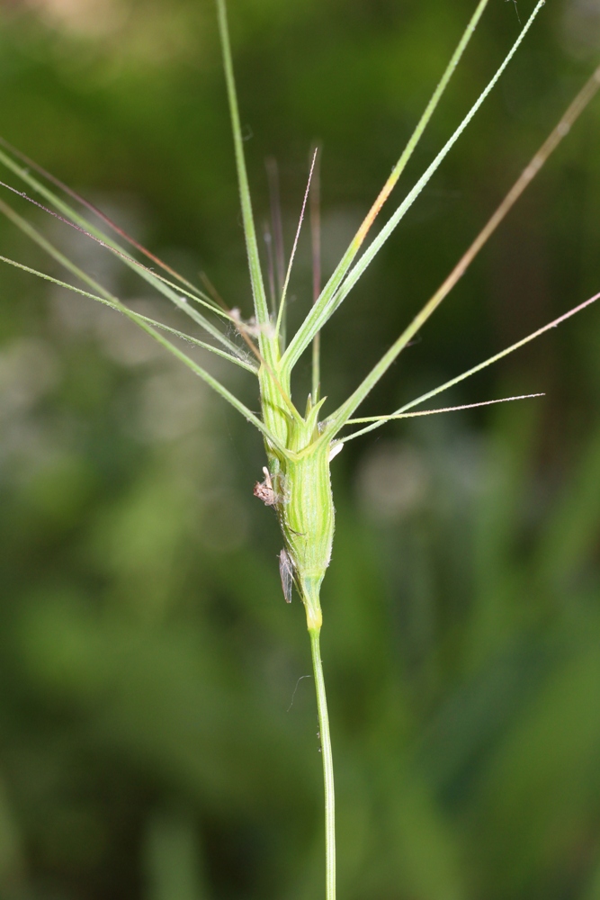 Изображение особи Aegilops biuncialis.