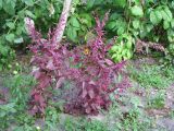 Atriplex hortensis