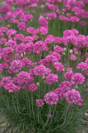 Image of Armeria maritima specimen.