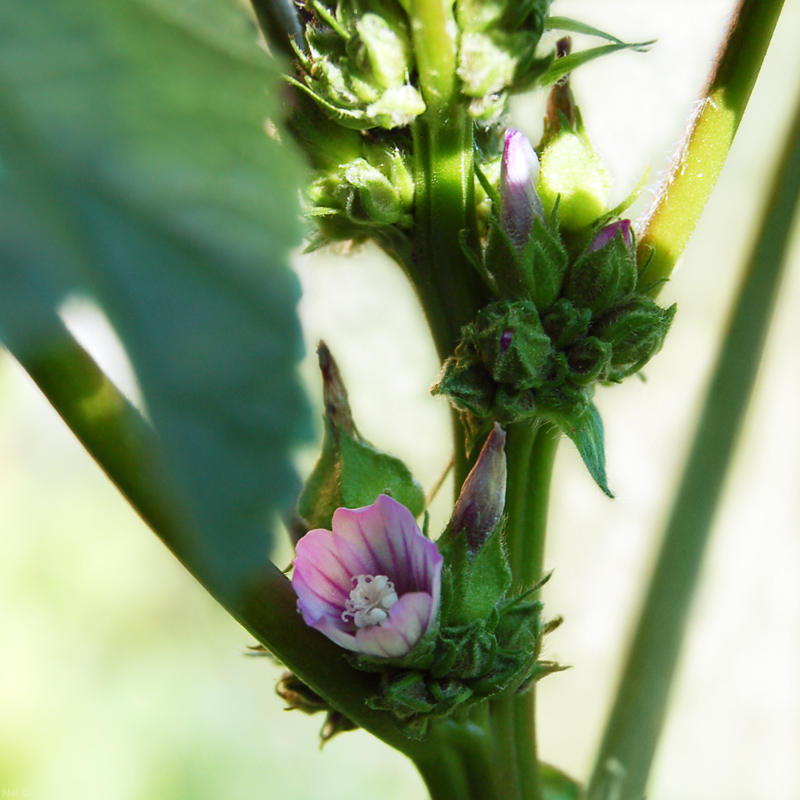 Изображение особи Malva verticillata var. neuroloma.