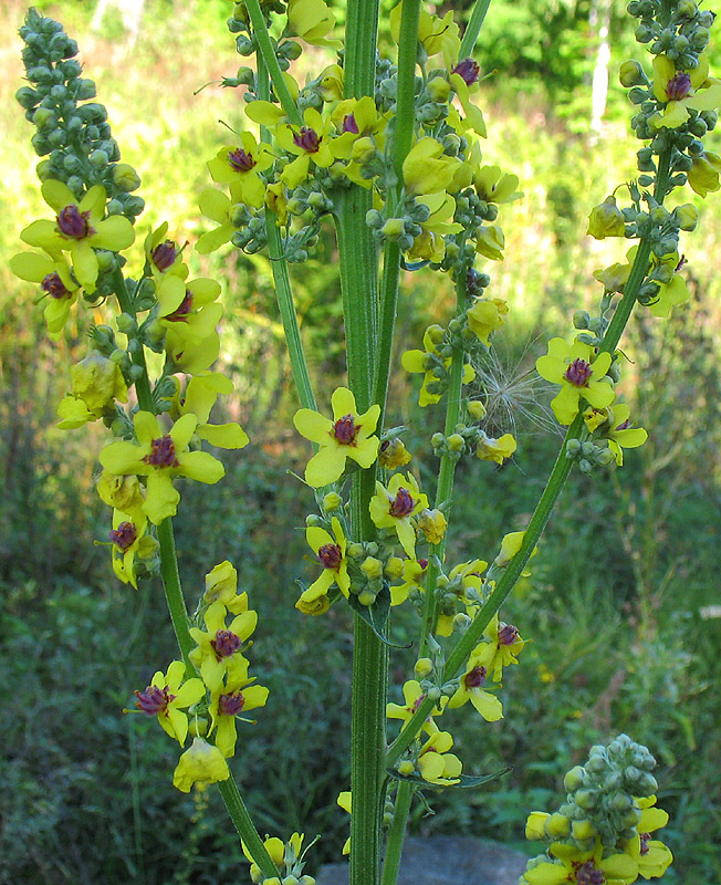 Изображение особи Verbascum marschallianum.