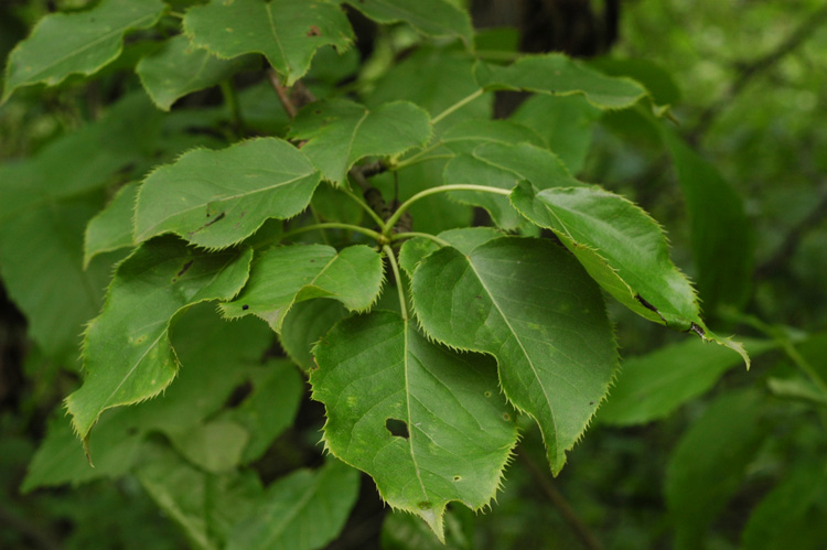 Image of Pyrus ussuriensis specimen.