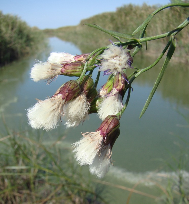 Image of Tripolium pannonicum specimen.