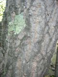 Phellodendron amurense. Ствол дерева. Приморье, окр. Дальнегорска, долина р. Рудной. 30.08.2006.