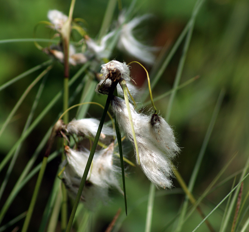 Image of Eriophorum angustifolium specimen.