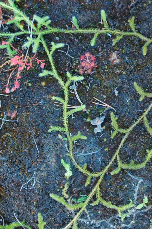 Image of Lycopodium clavatum specimen.