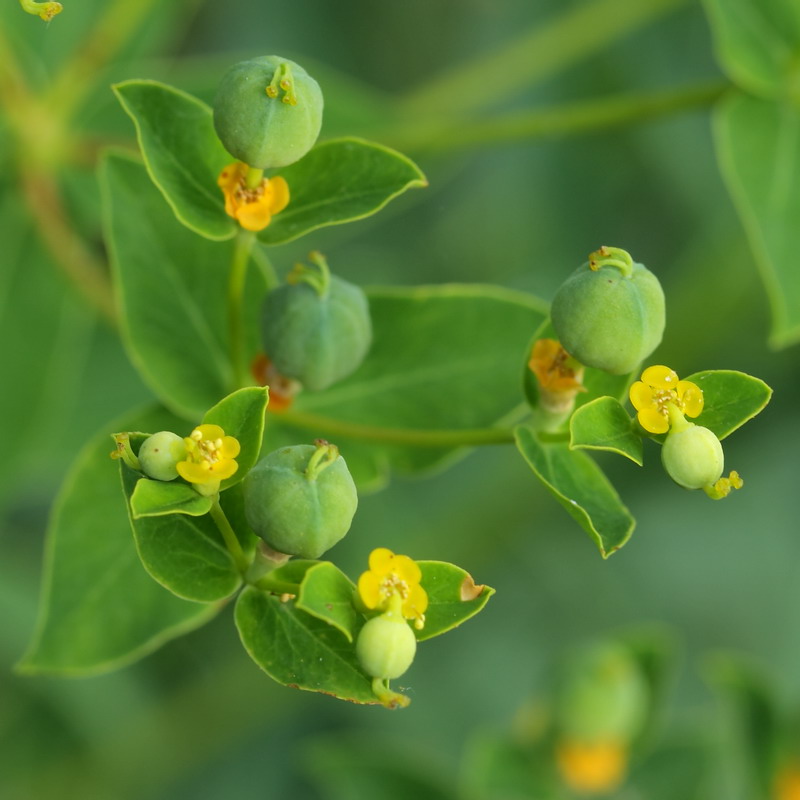 Image of Euphorbia semivillosa specimen.