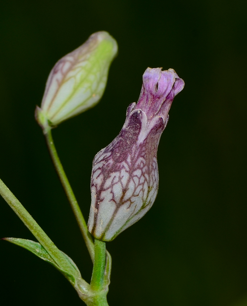 Image of Silene behen specimen.