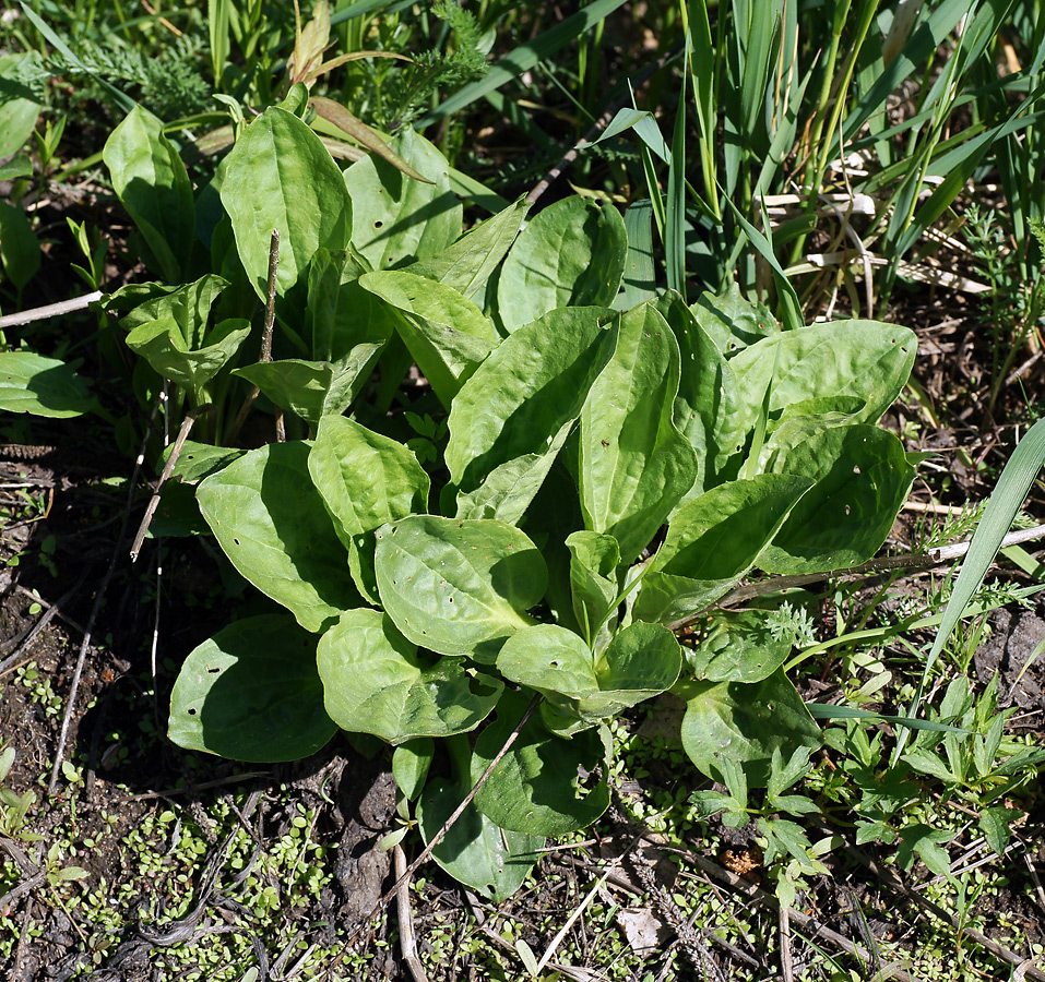 Изображение особи Plantago major.