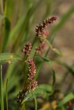 Persicaria scabra