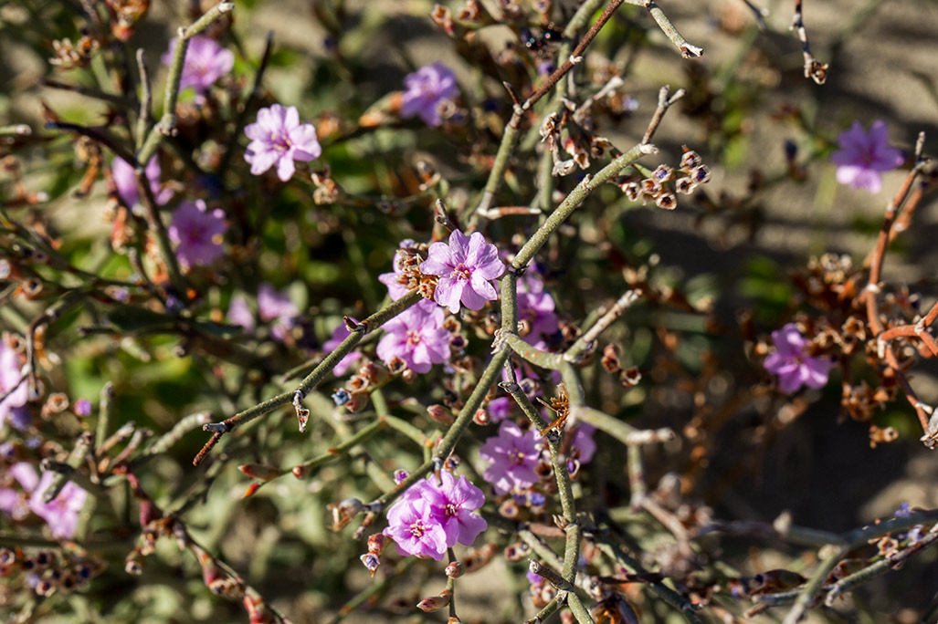 Изображение особи Limonium virgatum.